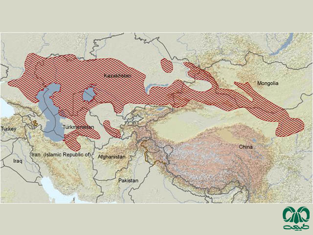 پراکندگی خرگوشک در دنیا 